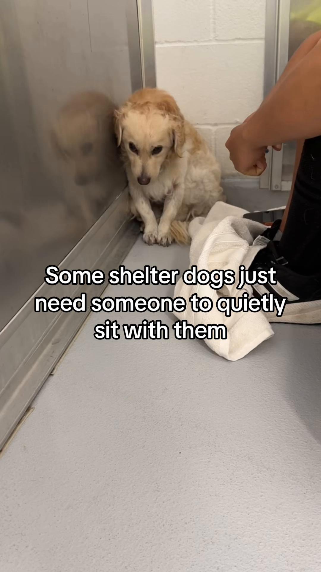 @emilyloves.shelterdogs