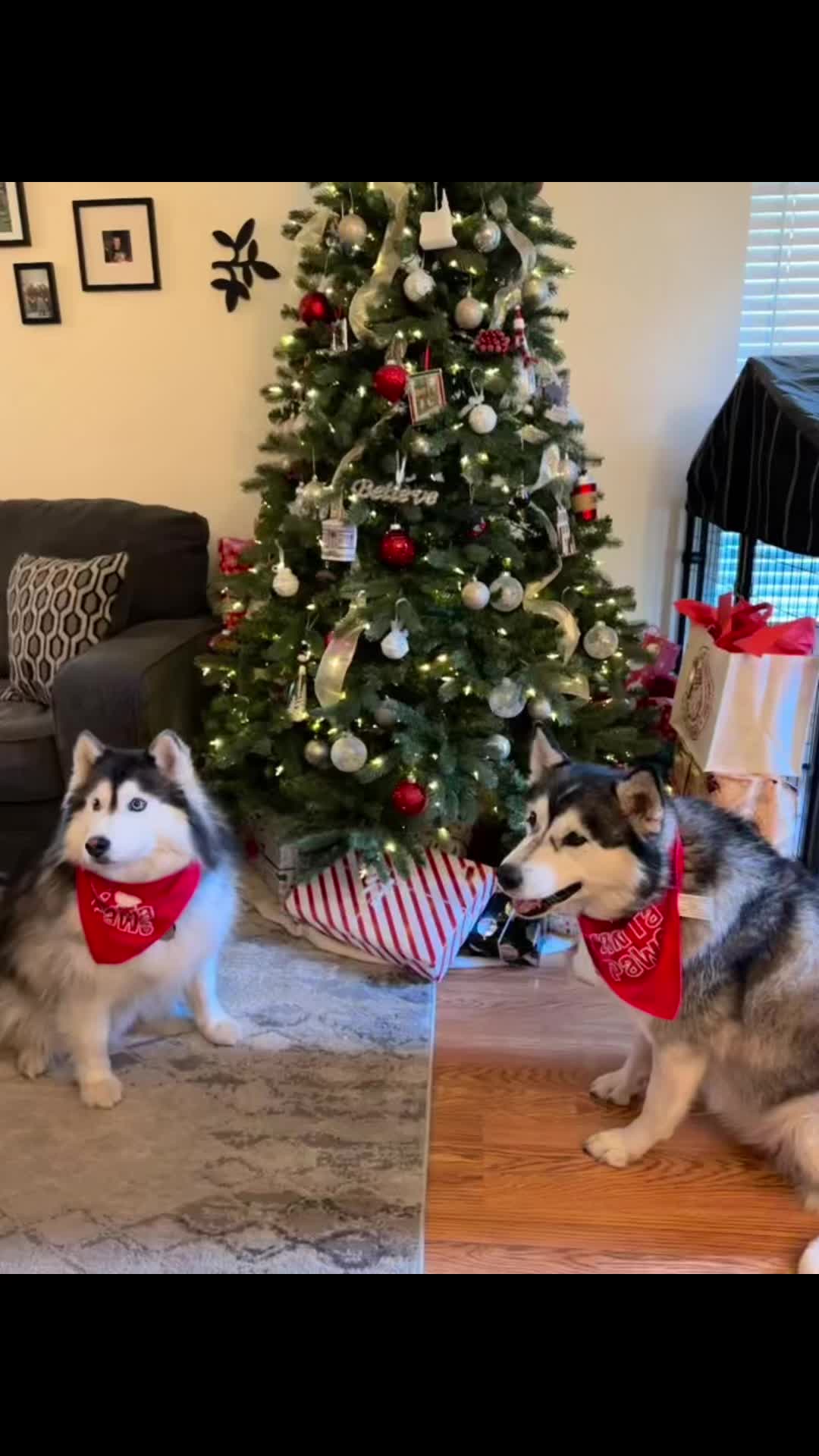 @Shasta & Aspen - Husky Sisters