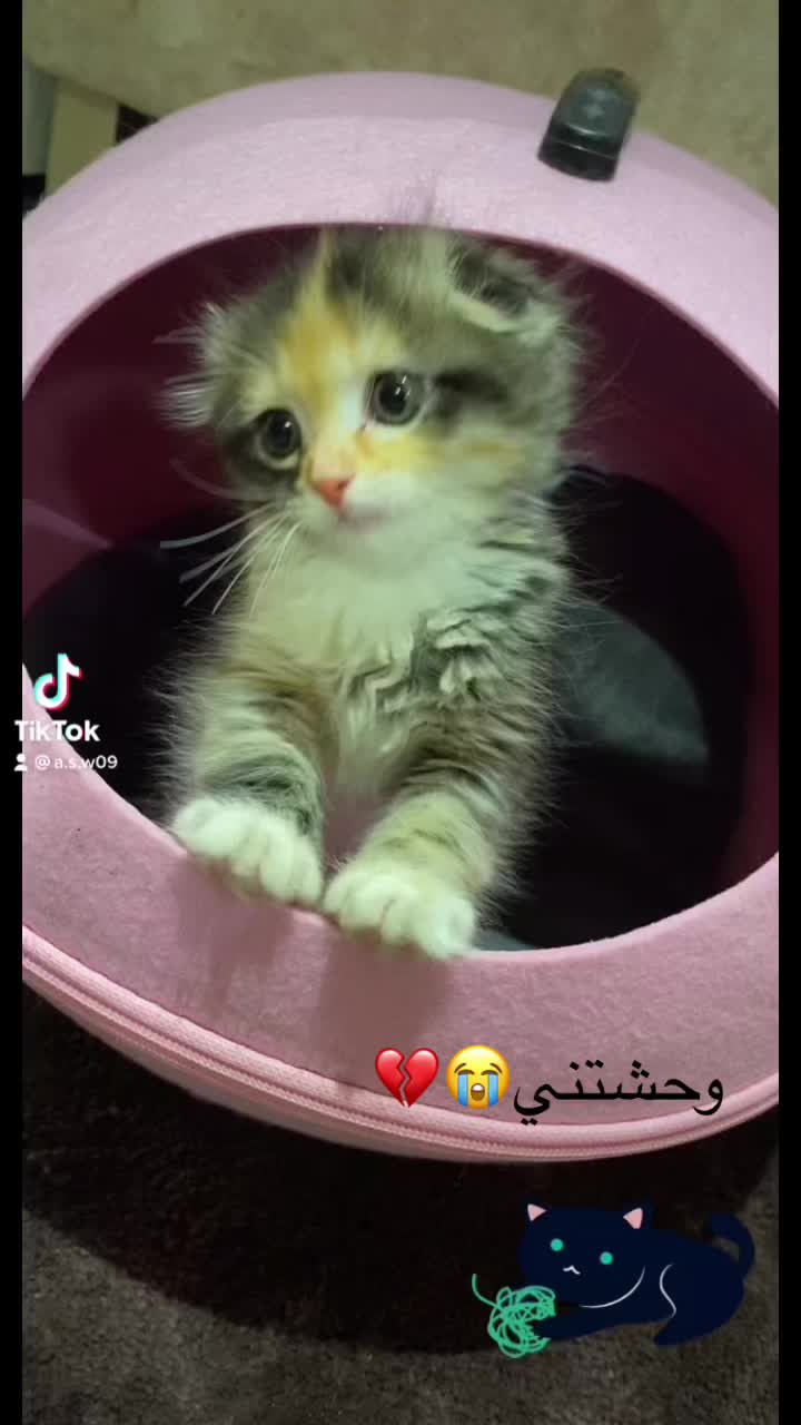 @🎀Hayon🎀