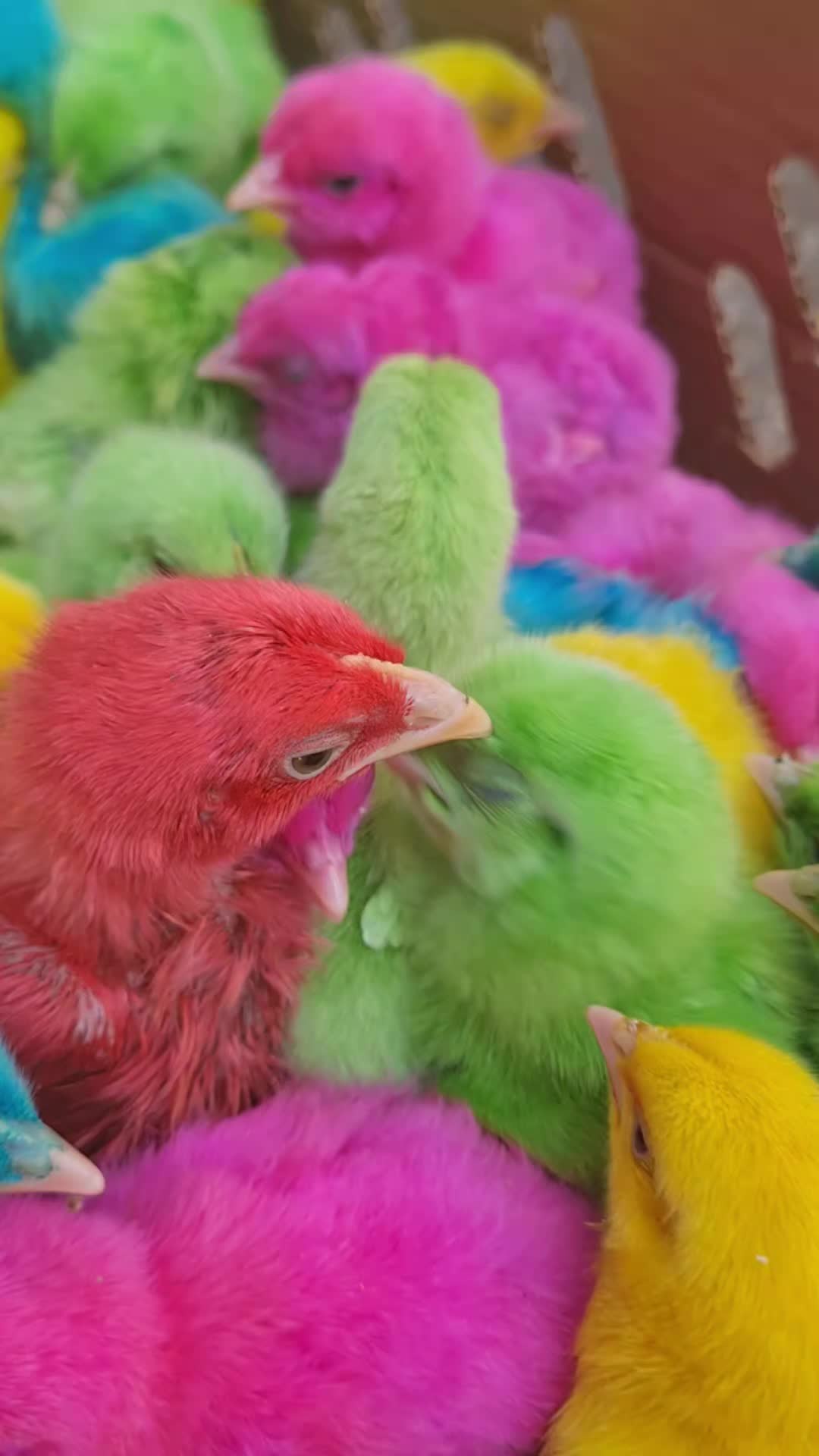 @Pigeons Tv