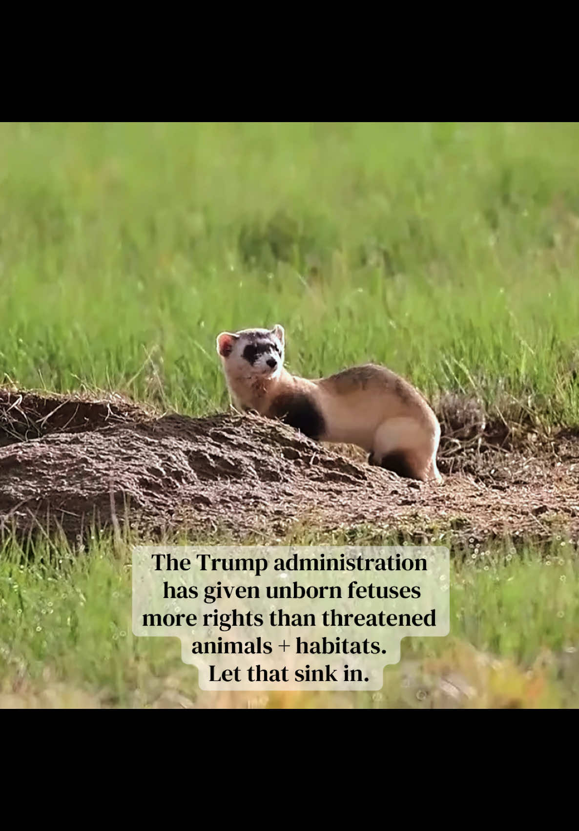 @animalrightsdaily
