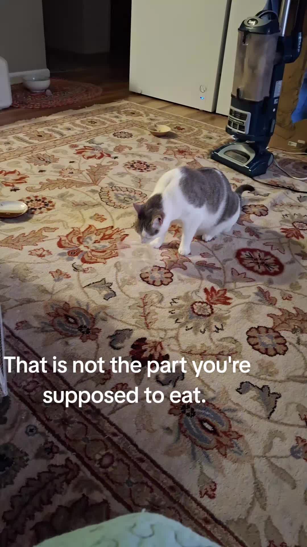 @kimmyeats
