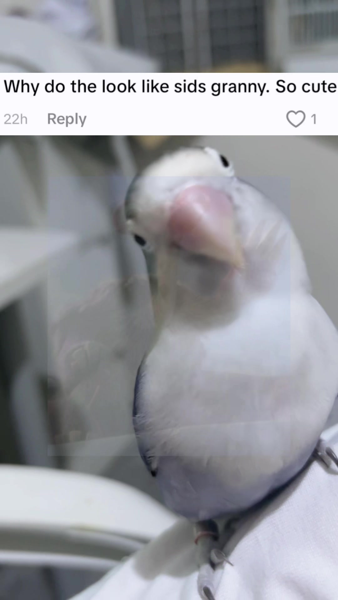 @Birdo and BB