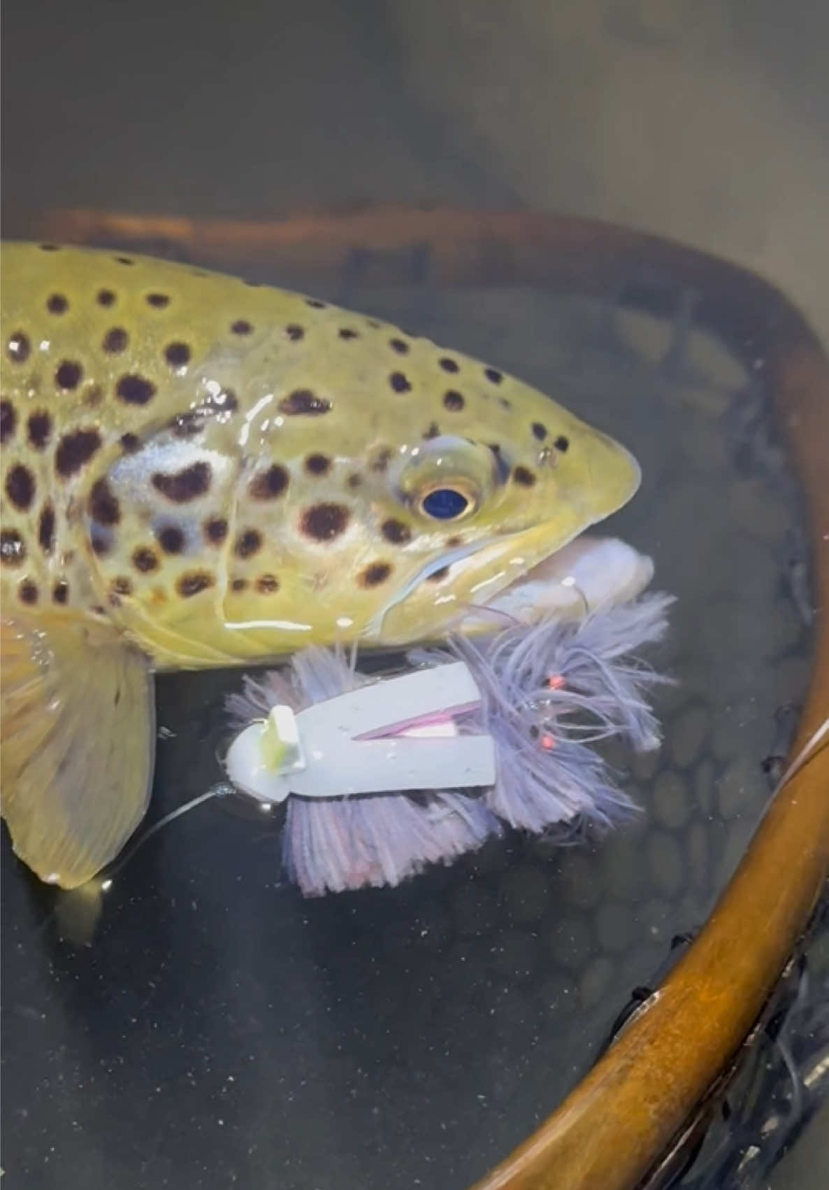 @FlyFishDelawhere