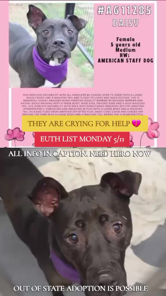 @@rescuedogs911
