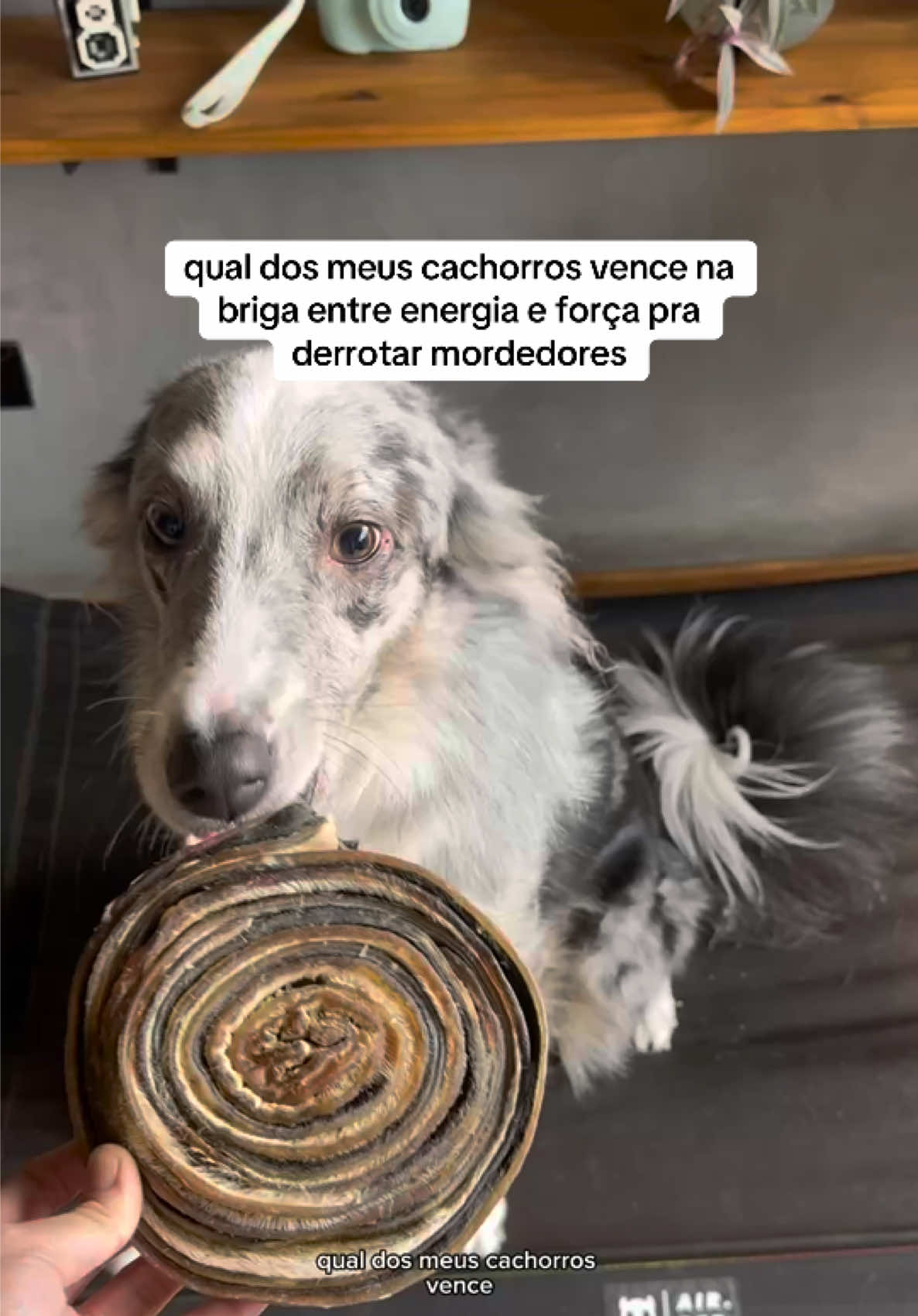 @2DOGSEMEIO