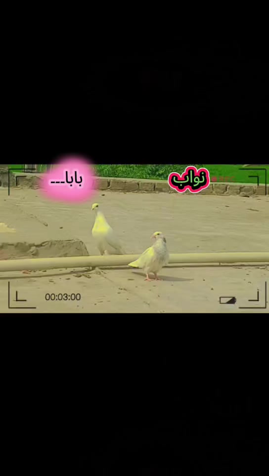 @Waqas Rajput