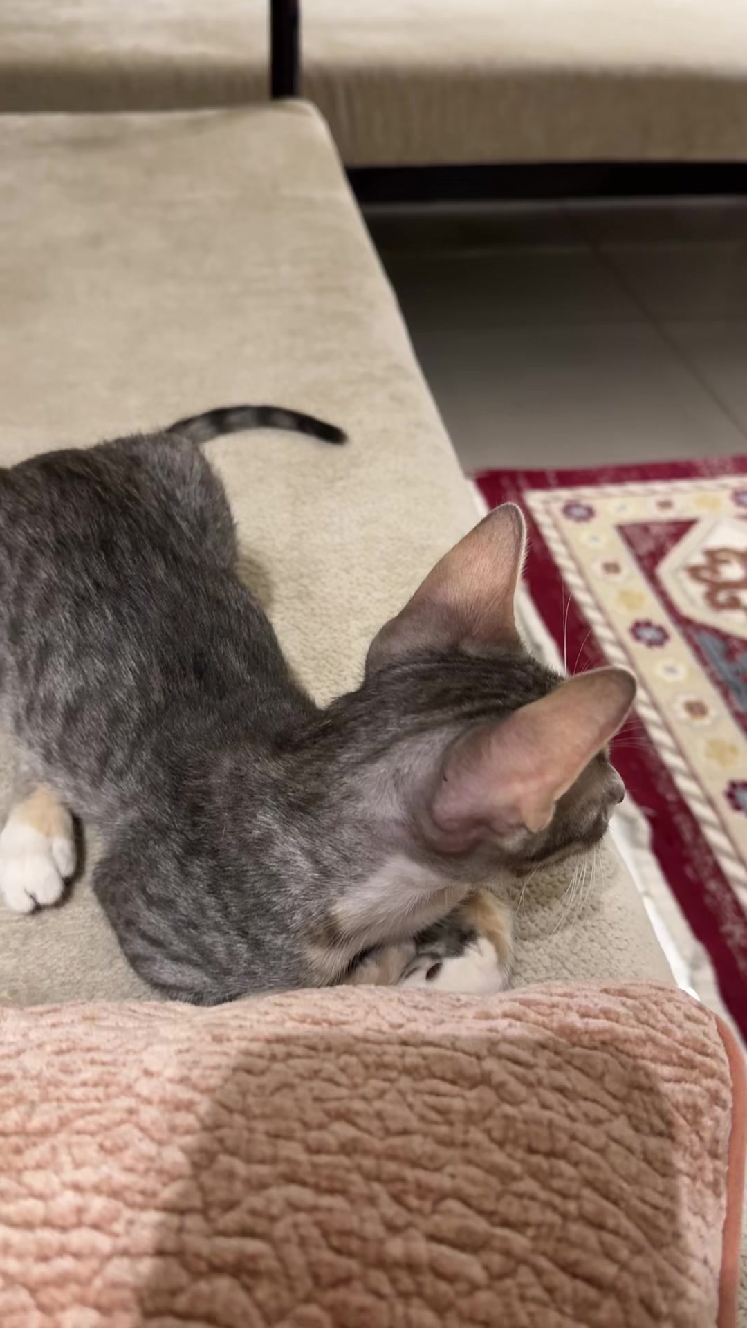 @Lots of cats