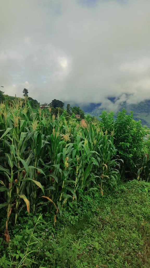 @sumitra