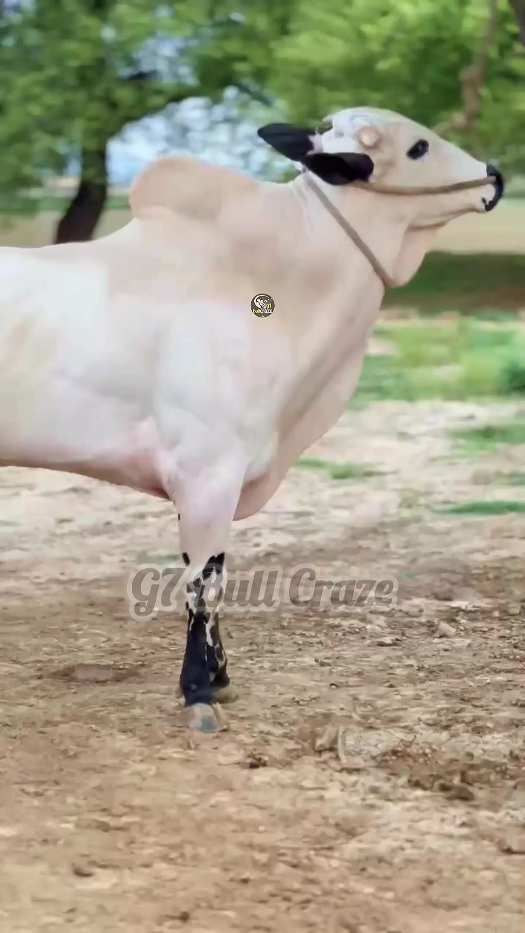 @G7 BULL CRAZE