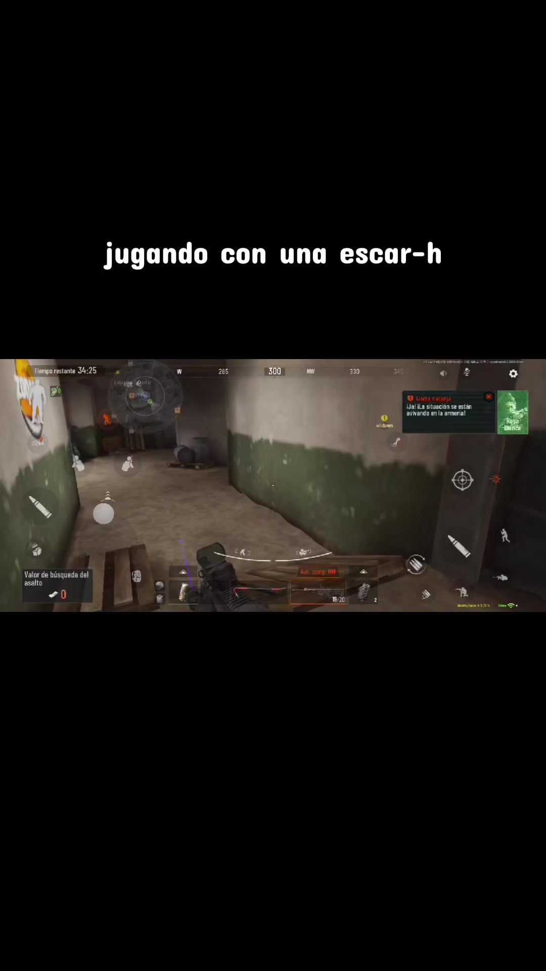 @gato de combate