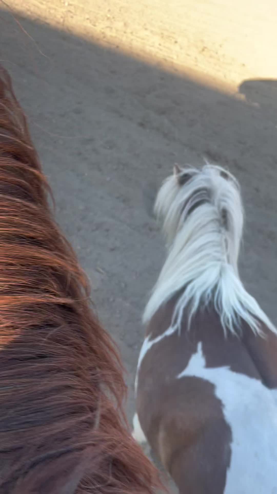 @starboundhorses