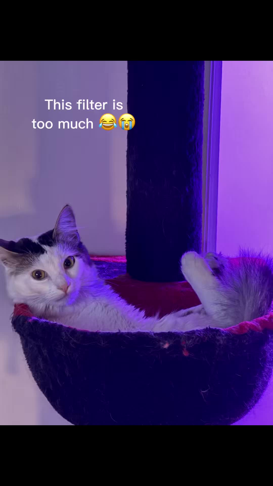 @Niceforabulldyke