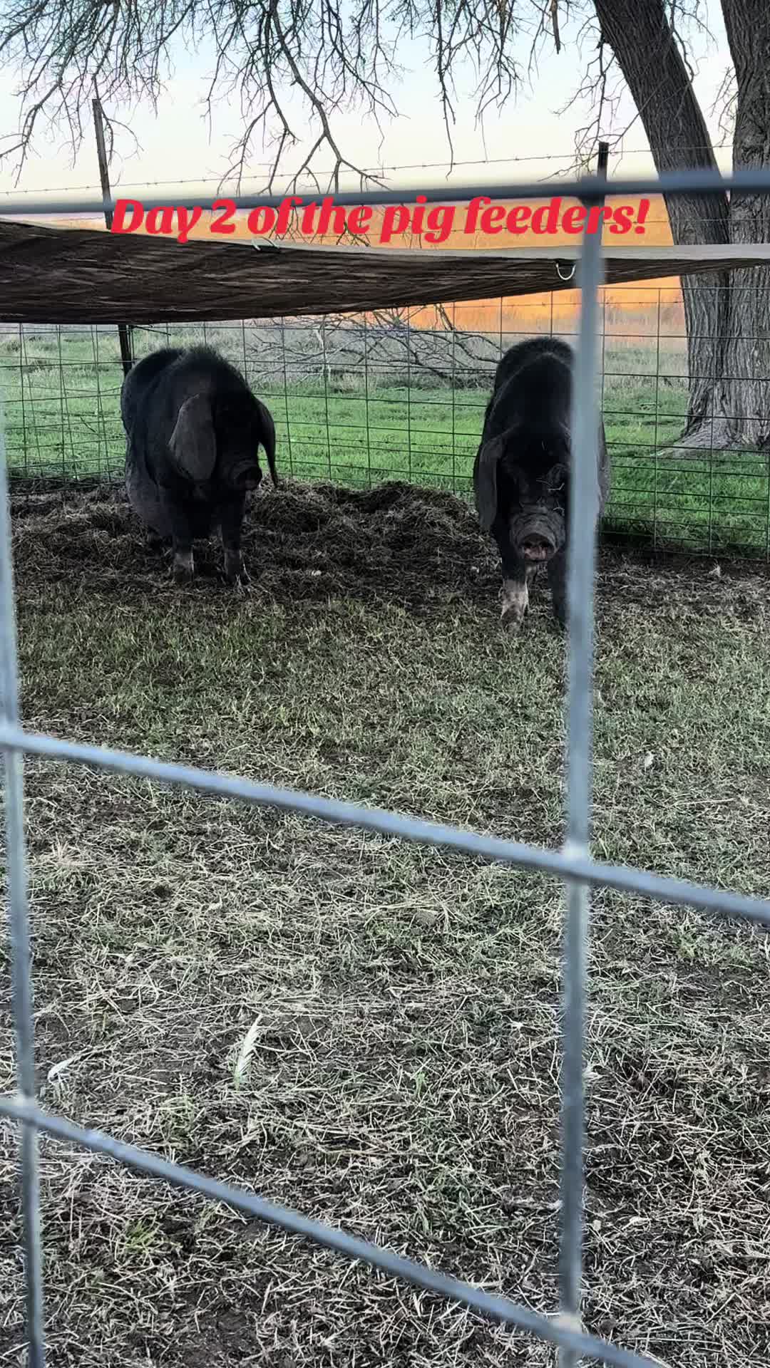 @Brewer Farms TX
