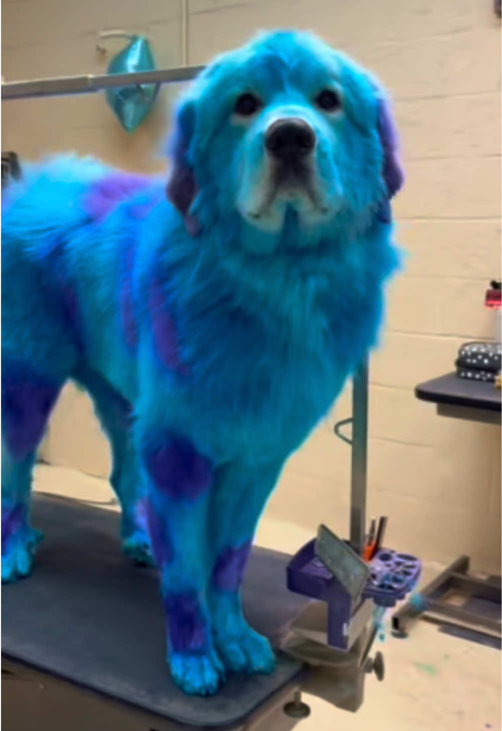@thegroomingfairy