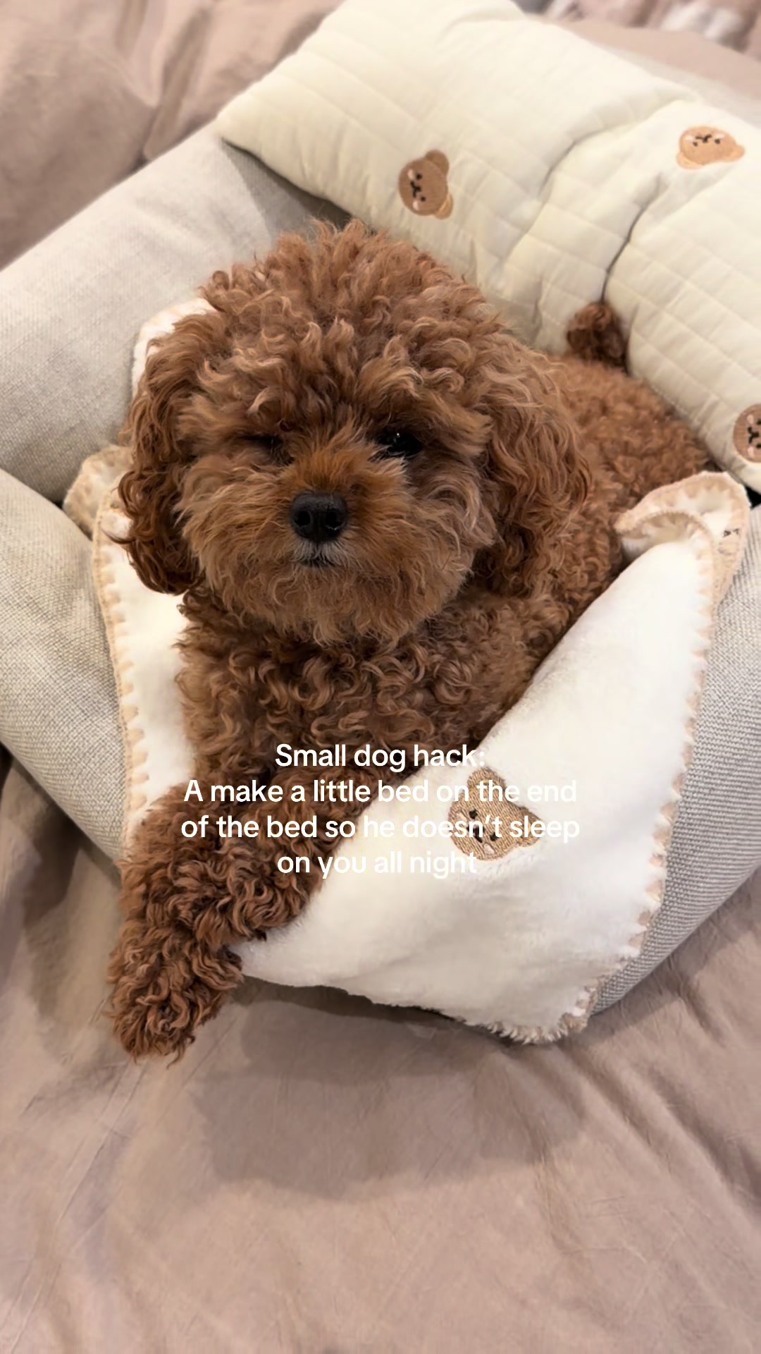 @enzoprincethepup