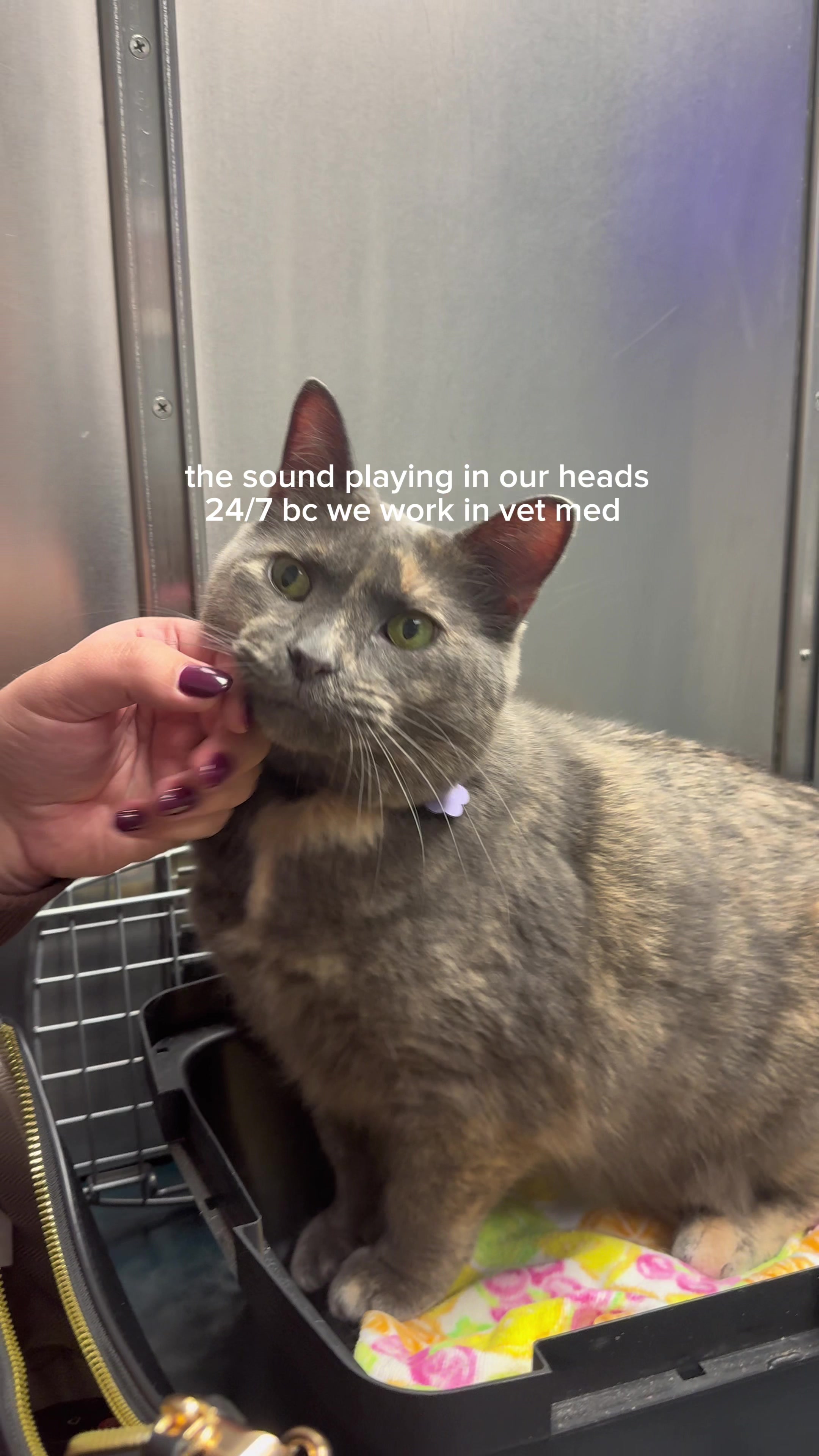 @Deer Park Veterinary Hospital