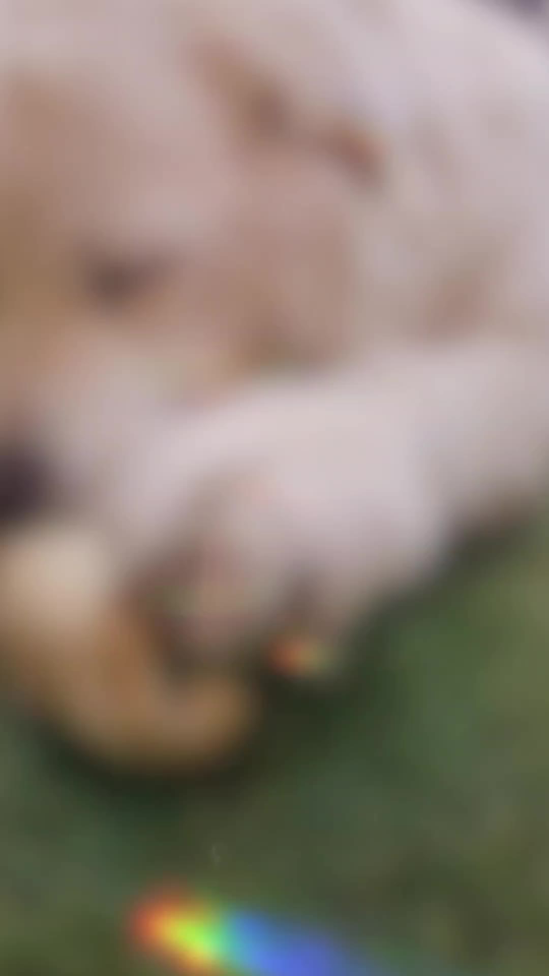 @DoggieMamaFurever&hearts;️🐶