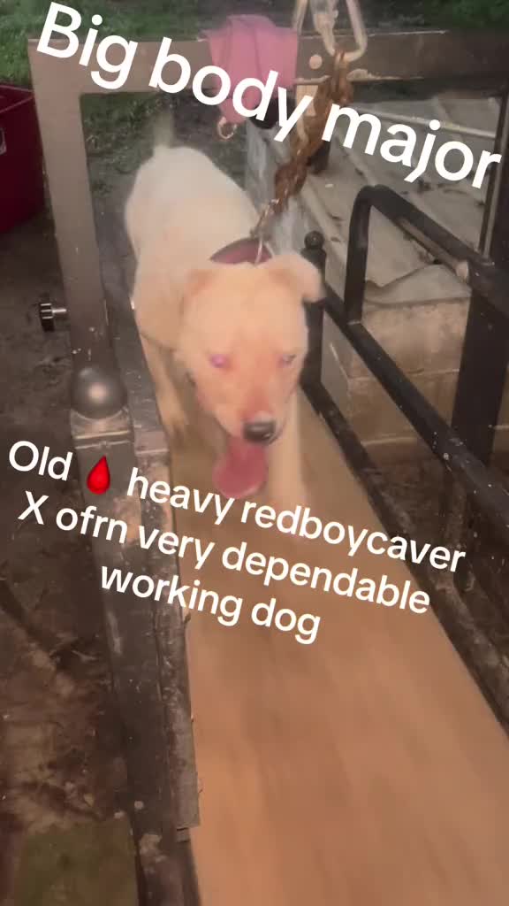 @MR I WORK DOGS