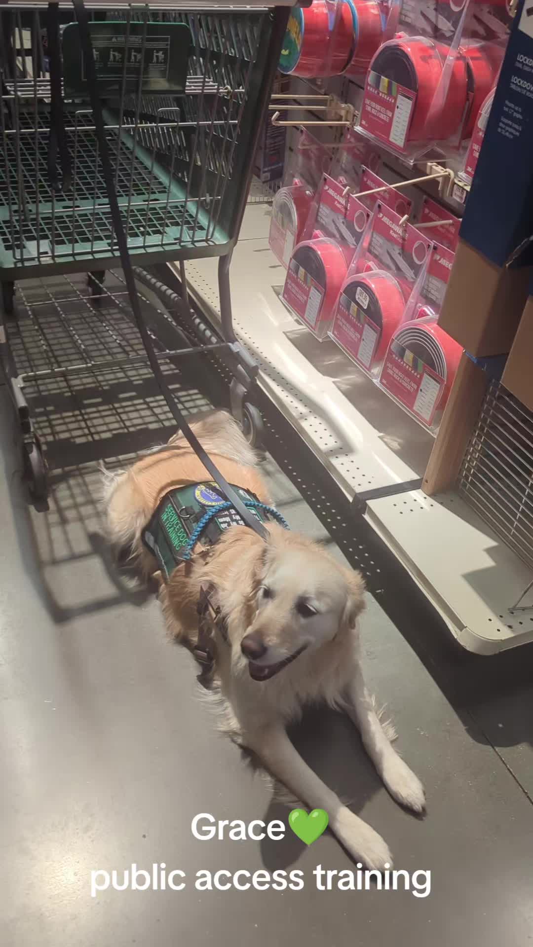 @South Paw Dog Training LLC