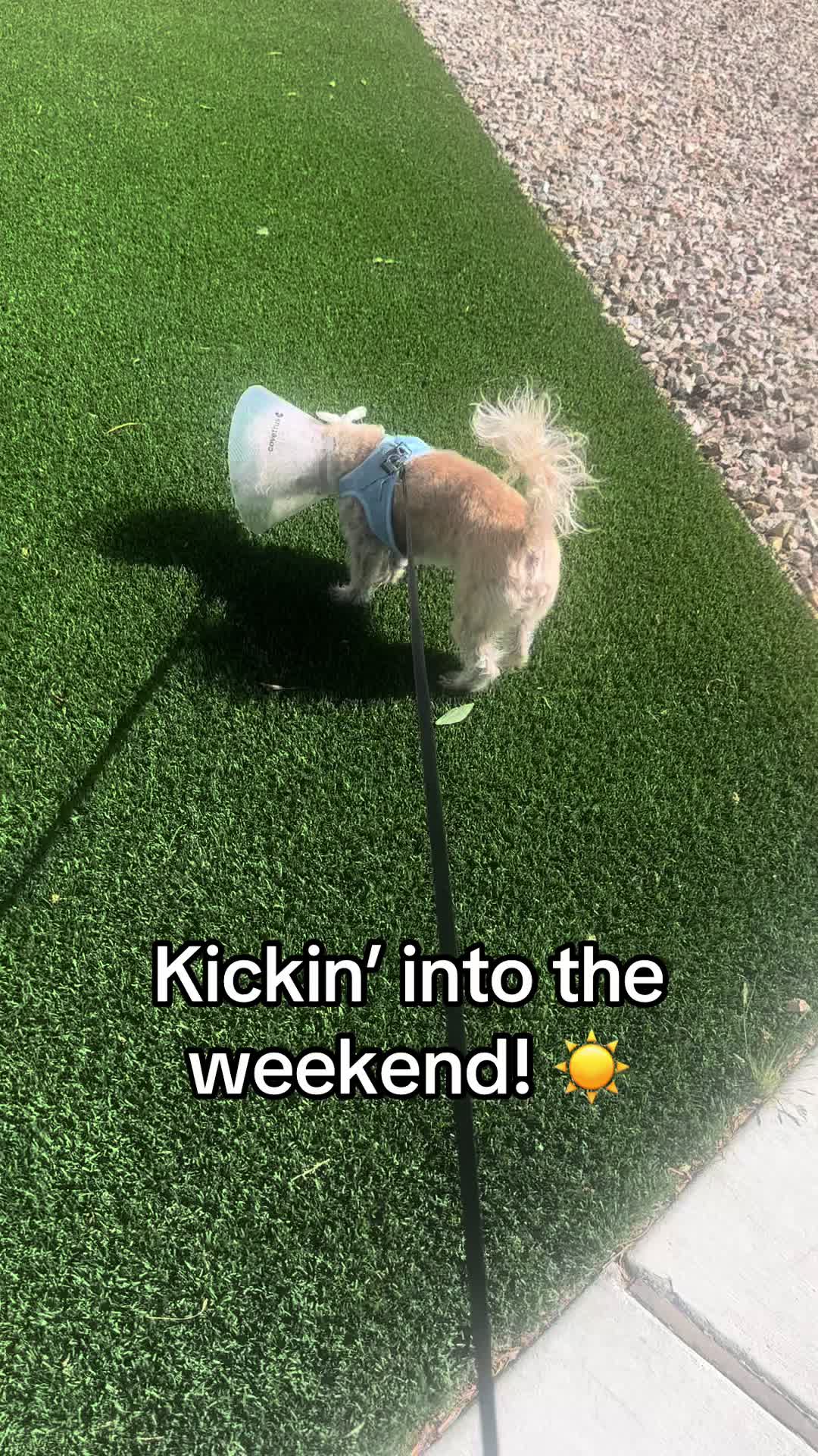 @He Was A PoodleBoi
