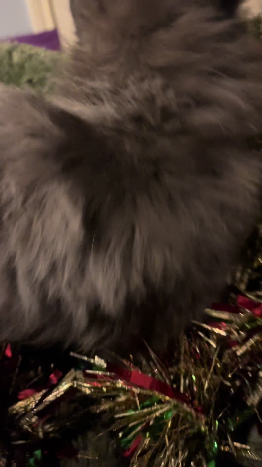 @PersianKitten