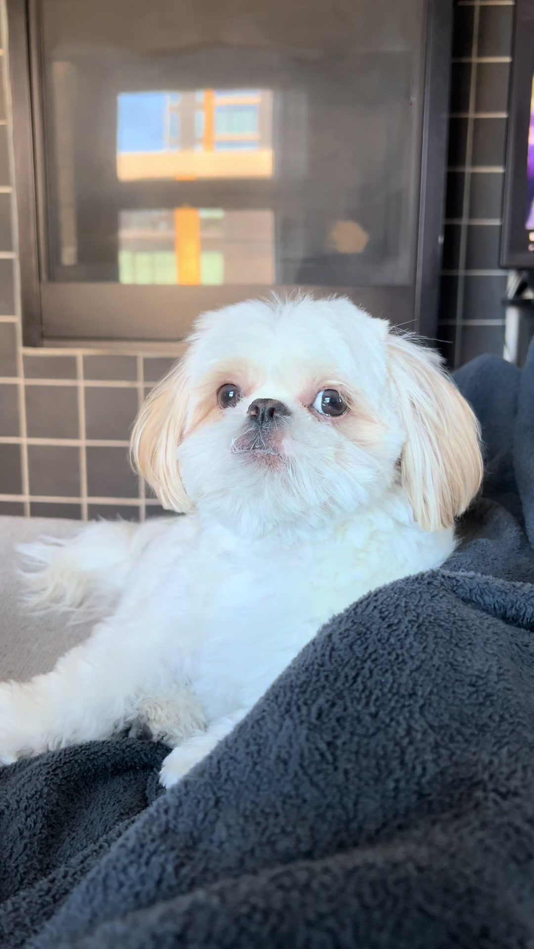 @Hugh the Shih Tzu
