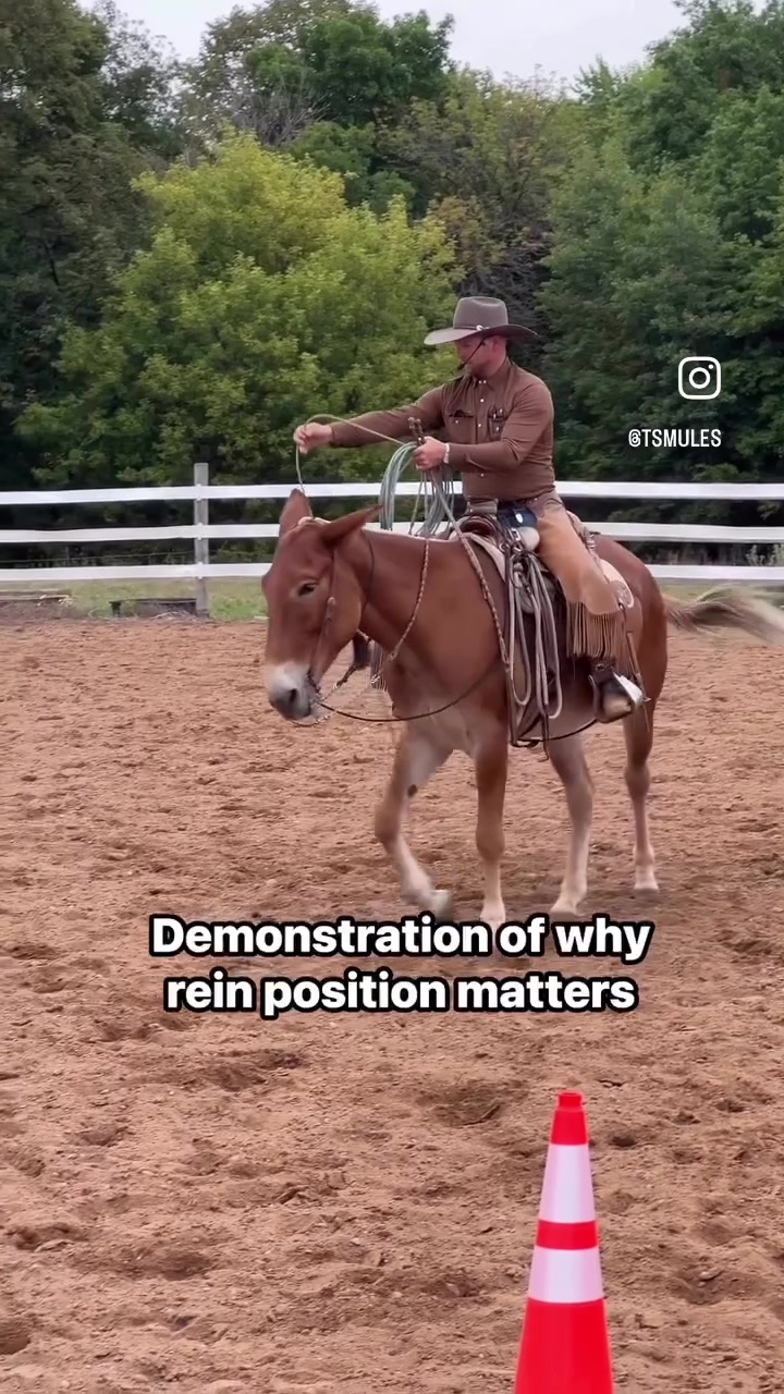 @Skye Evans TSMULES