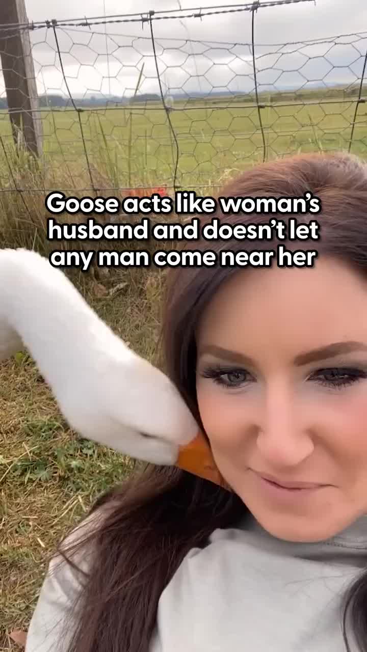 @Animals Stories