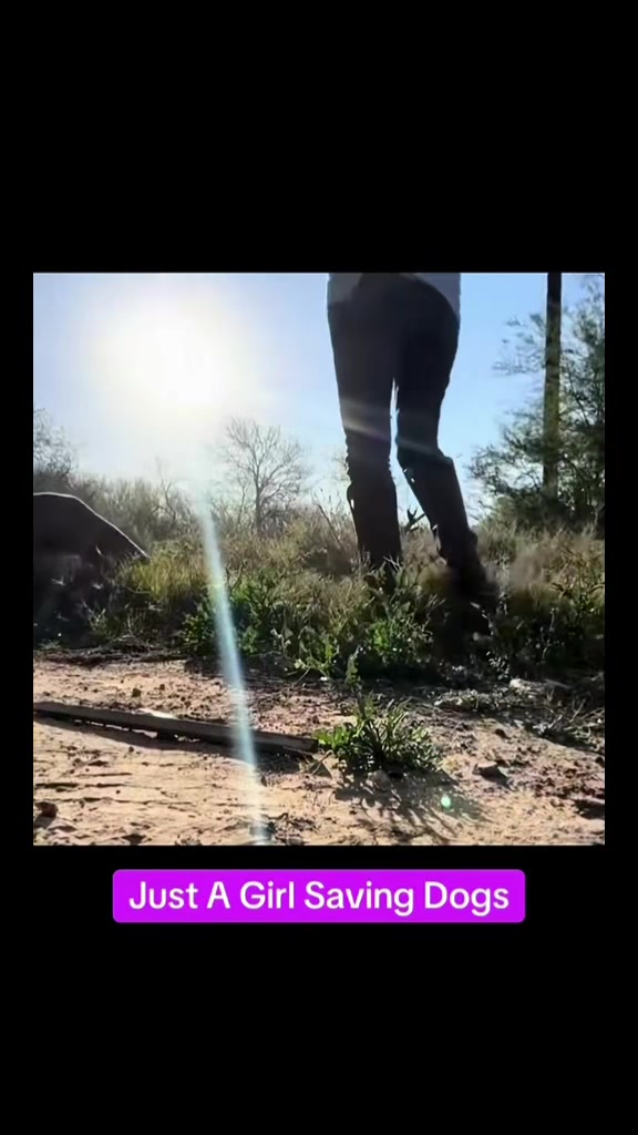 @Just A Girl Saving Dogs