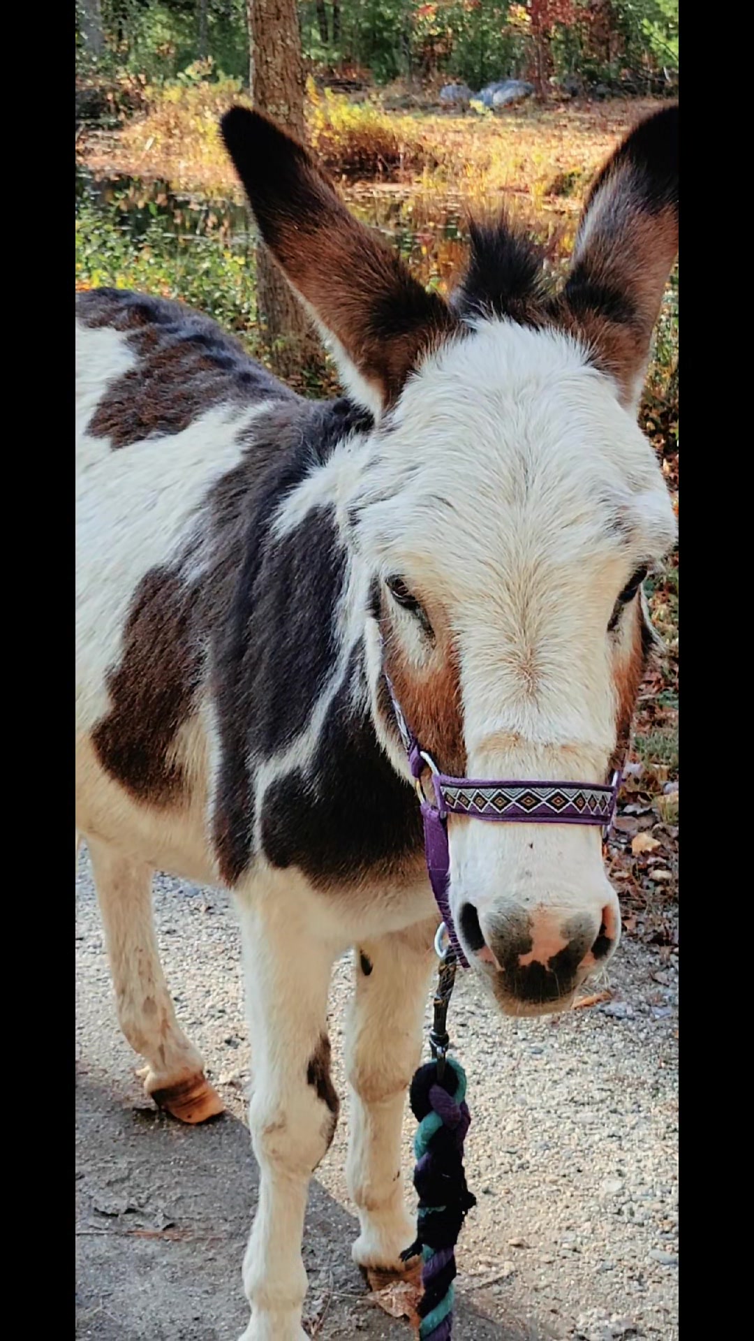 @DaisyMae Acres