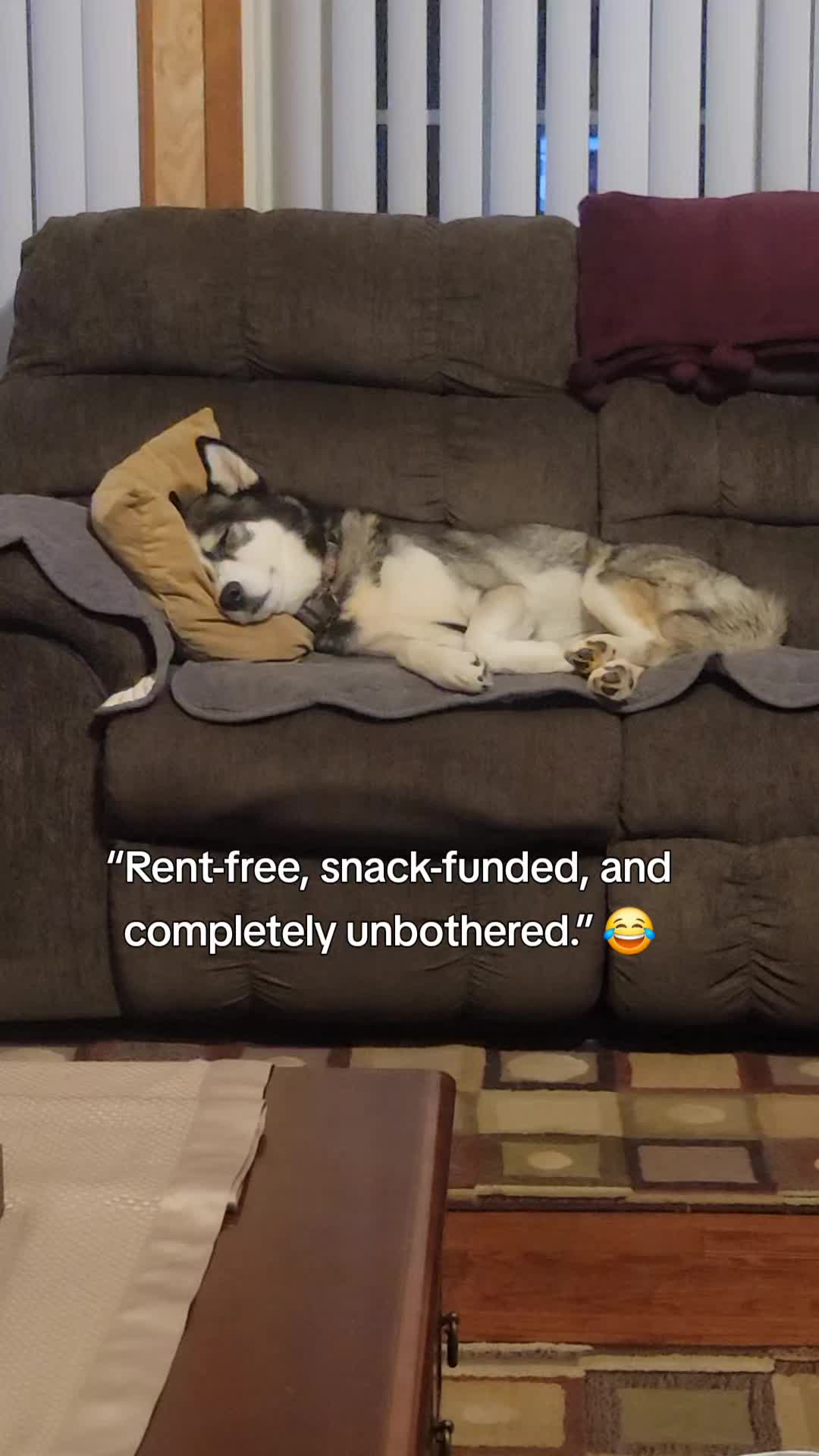 @the Hussey Husky