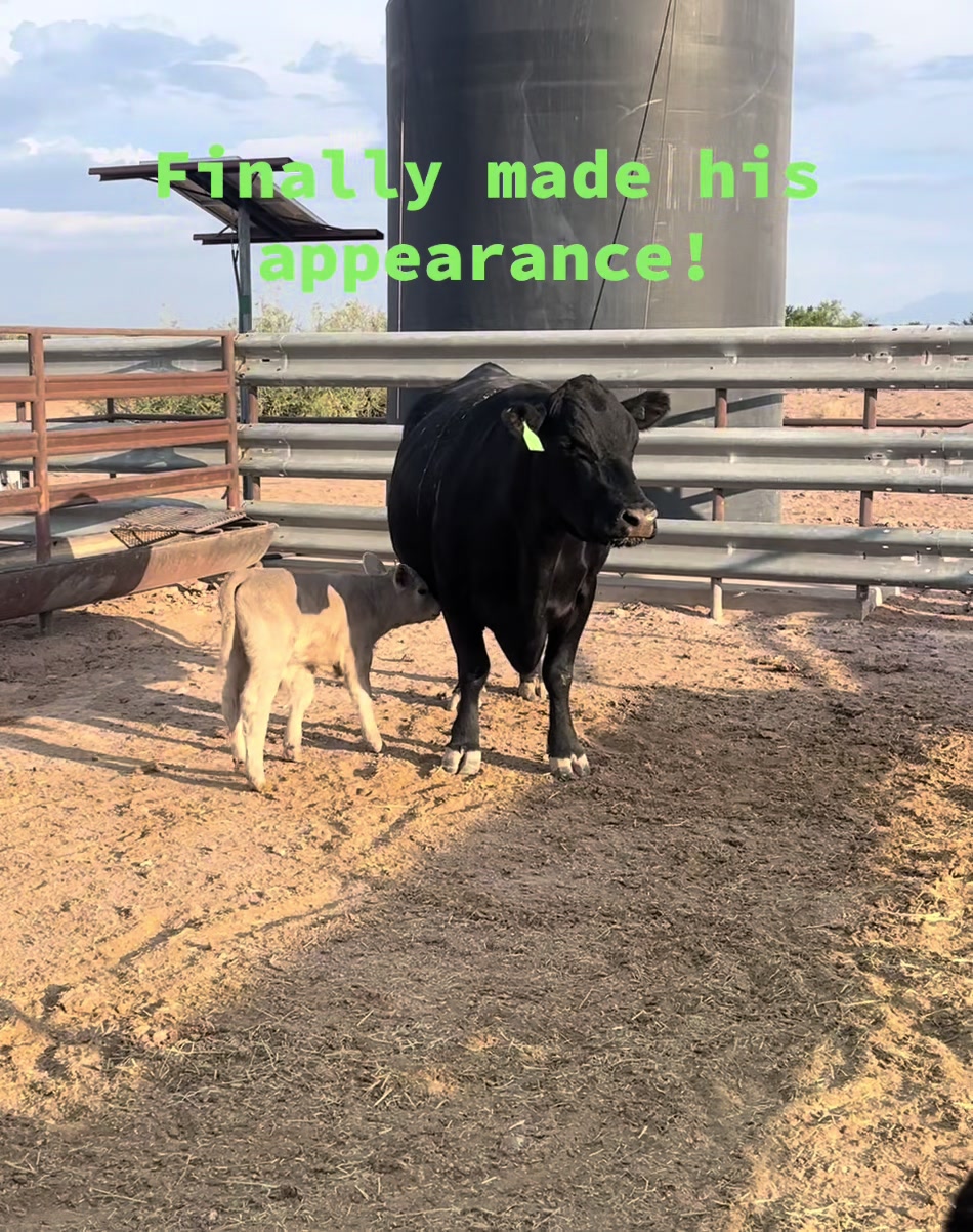 @carlosthecowpuncher