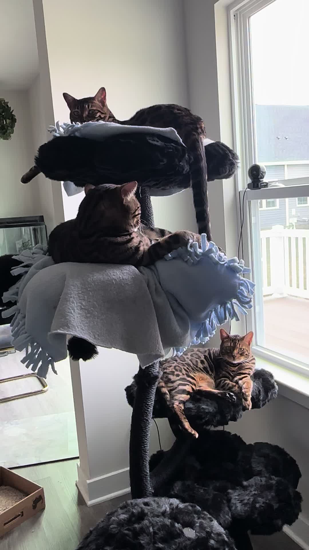 @Tiny Leopard Cats
