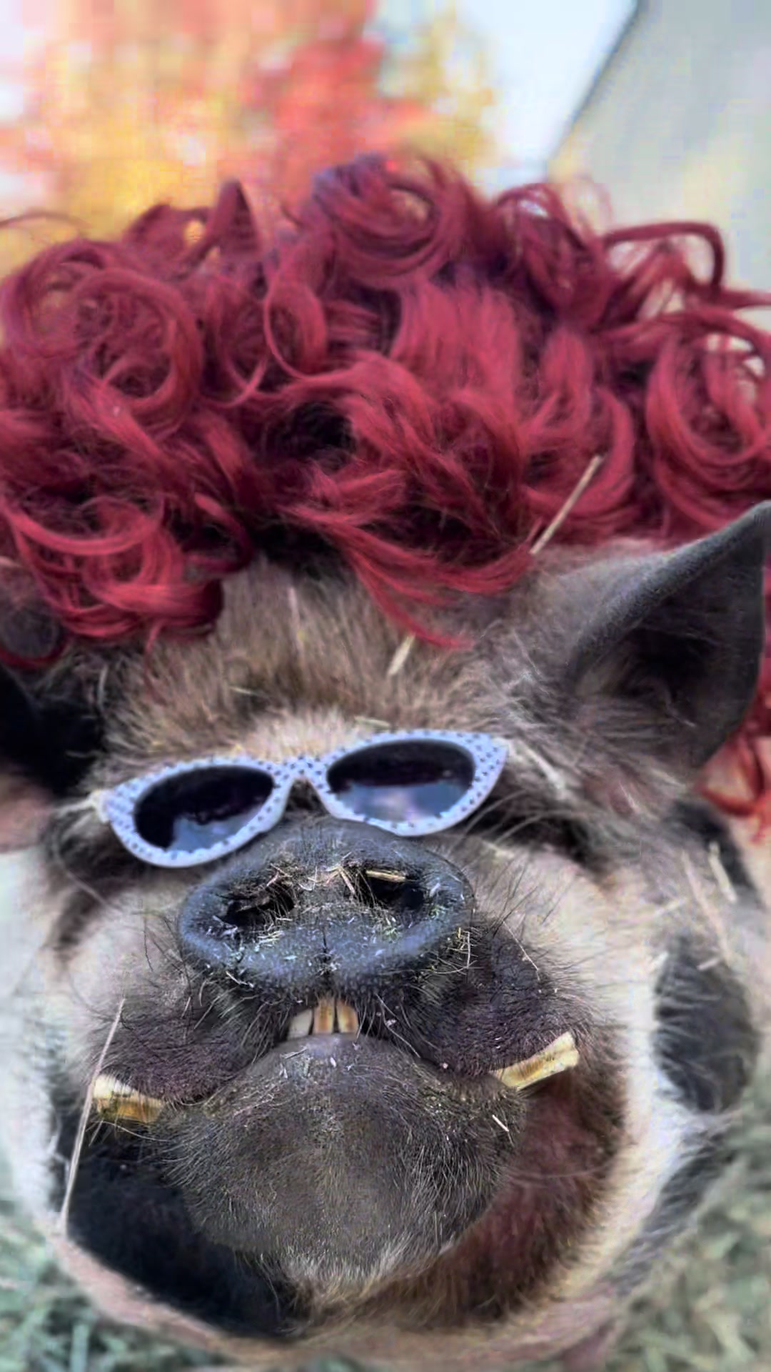 @thewinstonthepig