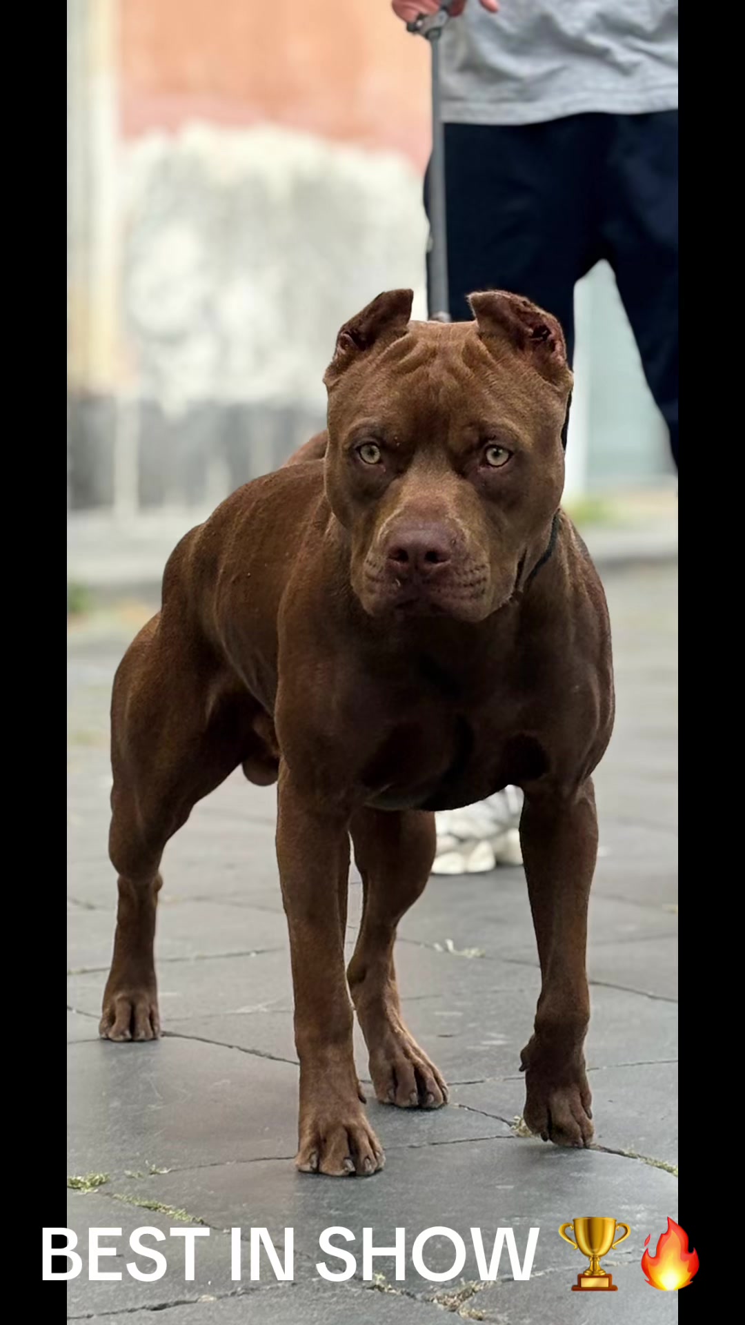 @RedForcePitbull
