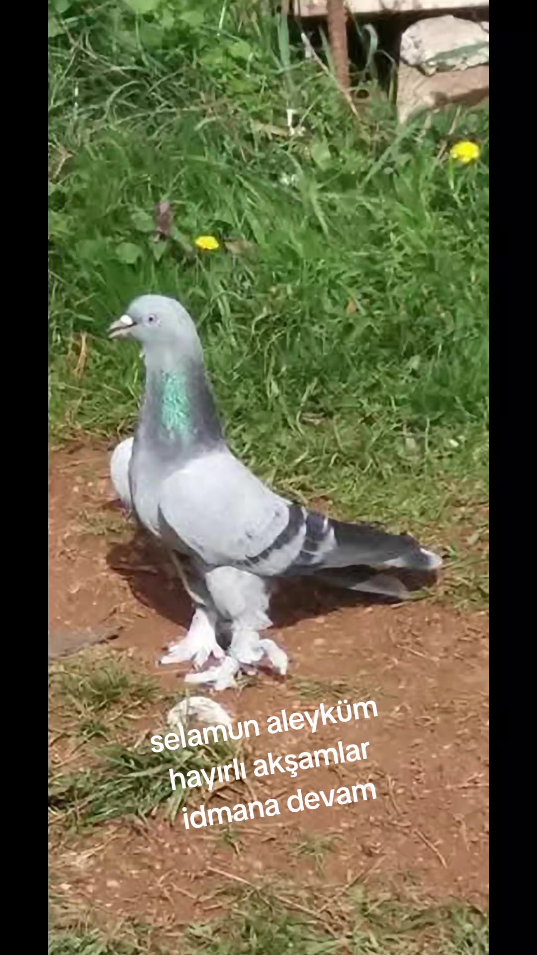 @huseyinsagir