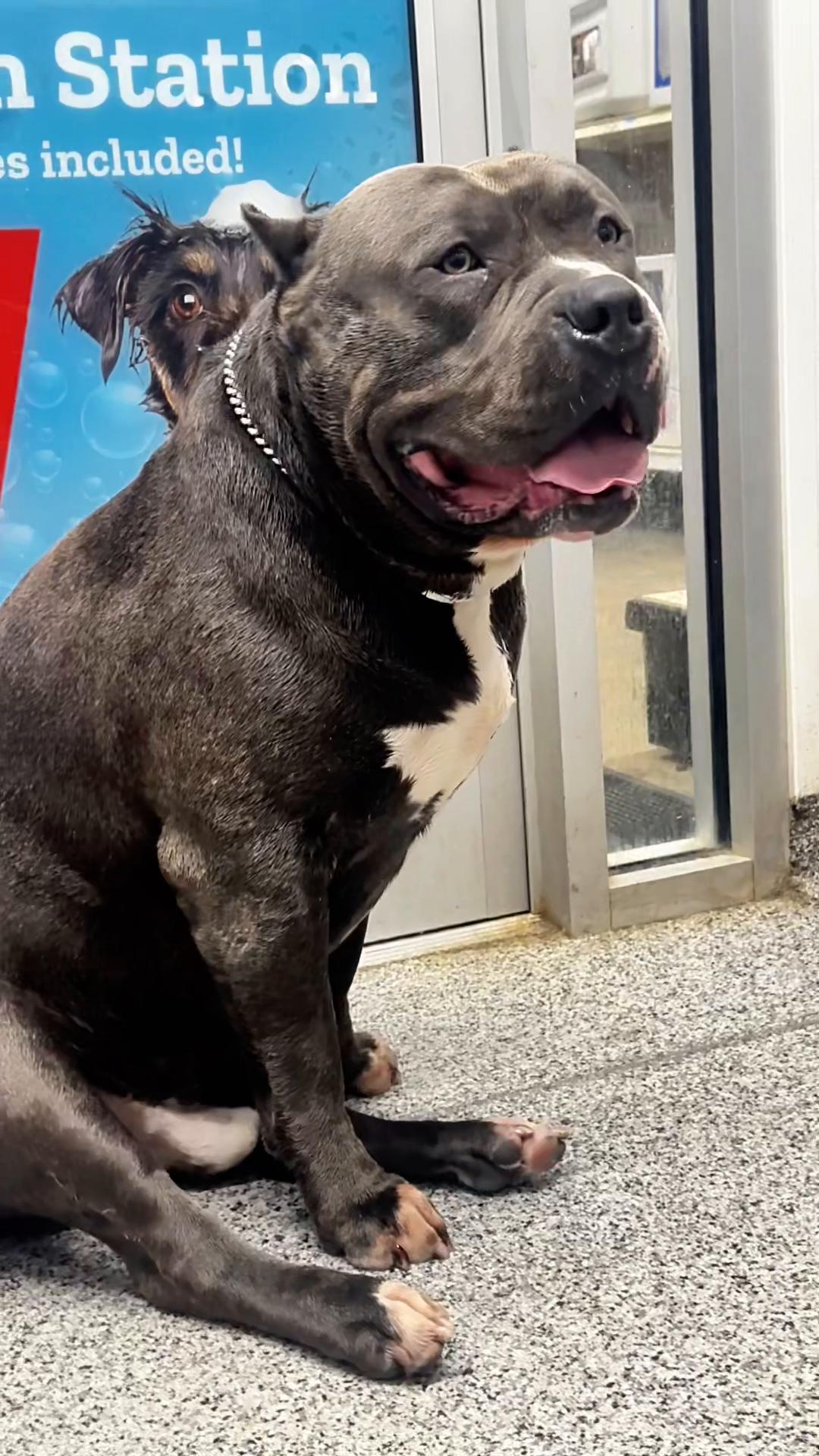 @🐾 Boundless Bullies 🐾