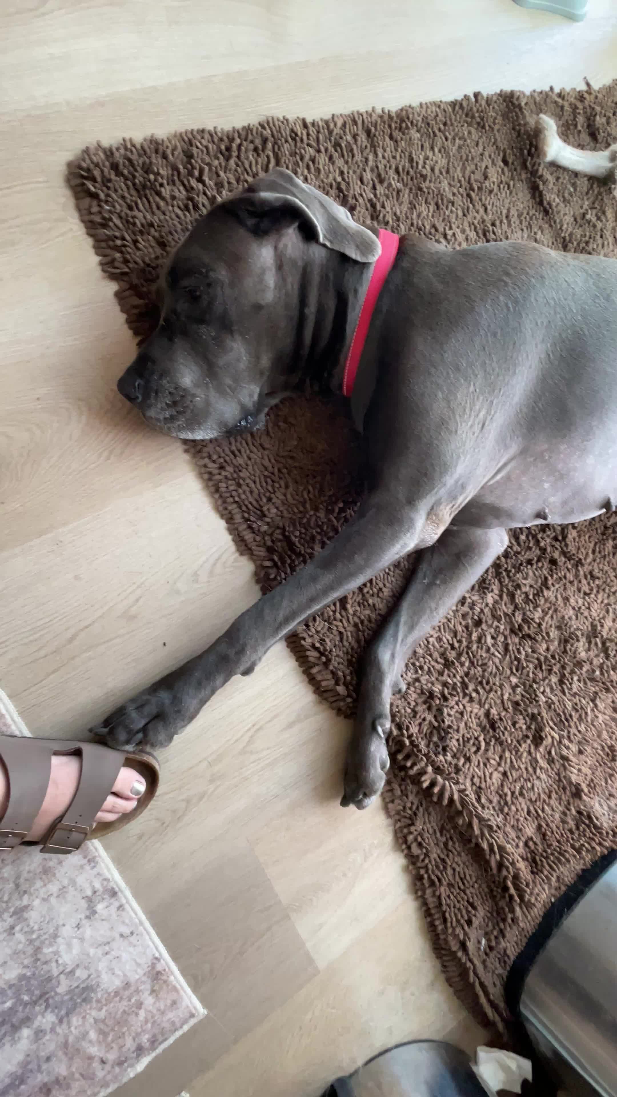 @FurEver Loving Care 🐾(Andrea)