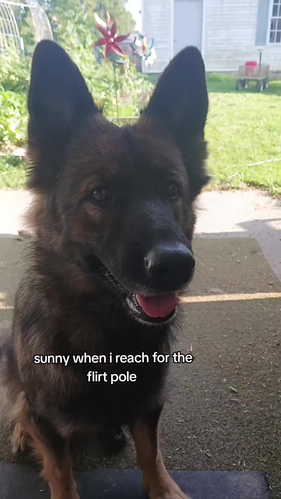 @crazy_dog_person