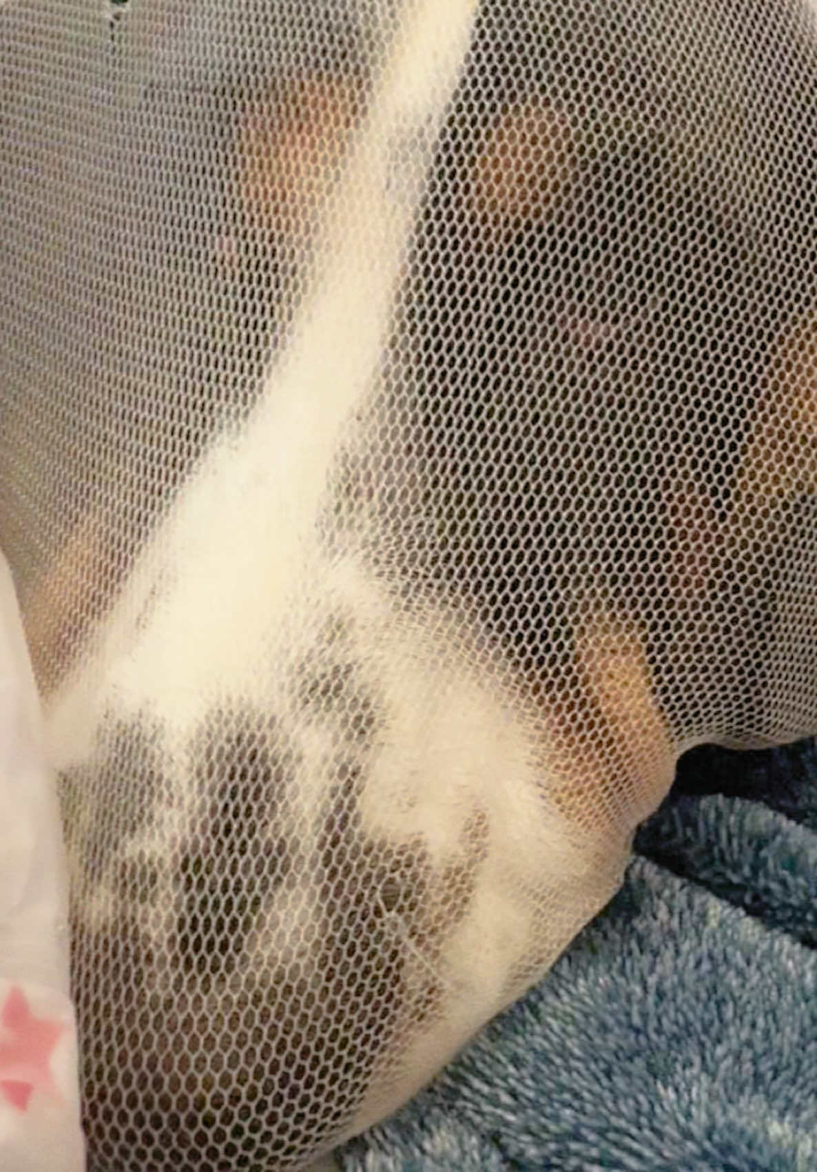 @🐾BillieBasset🐾