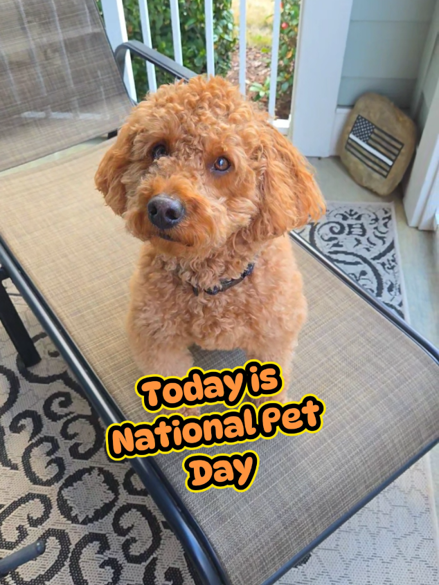 @🐾Dexter Wallen Doodle🐾