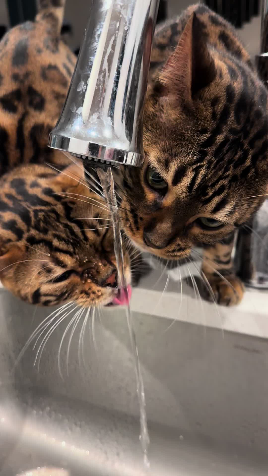 @Tiny Leopard Cats