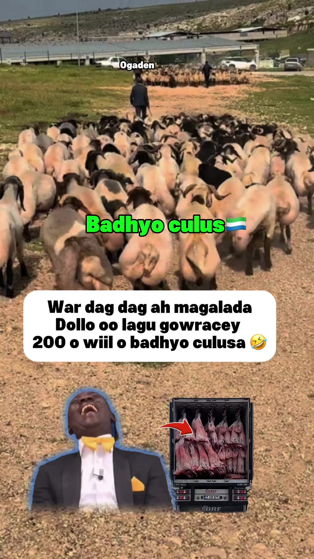 @𝗖𝗮𝗴𝗱𝗵𝗲𝗲𝗿 𝘁𝘃𝟭🇬🇲 ⭐️