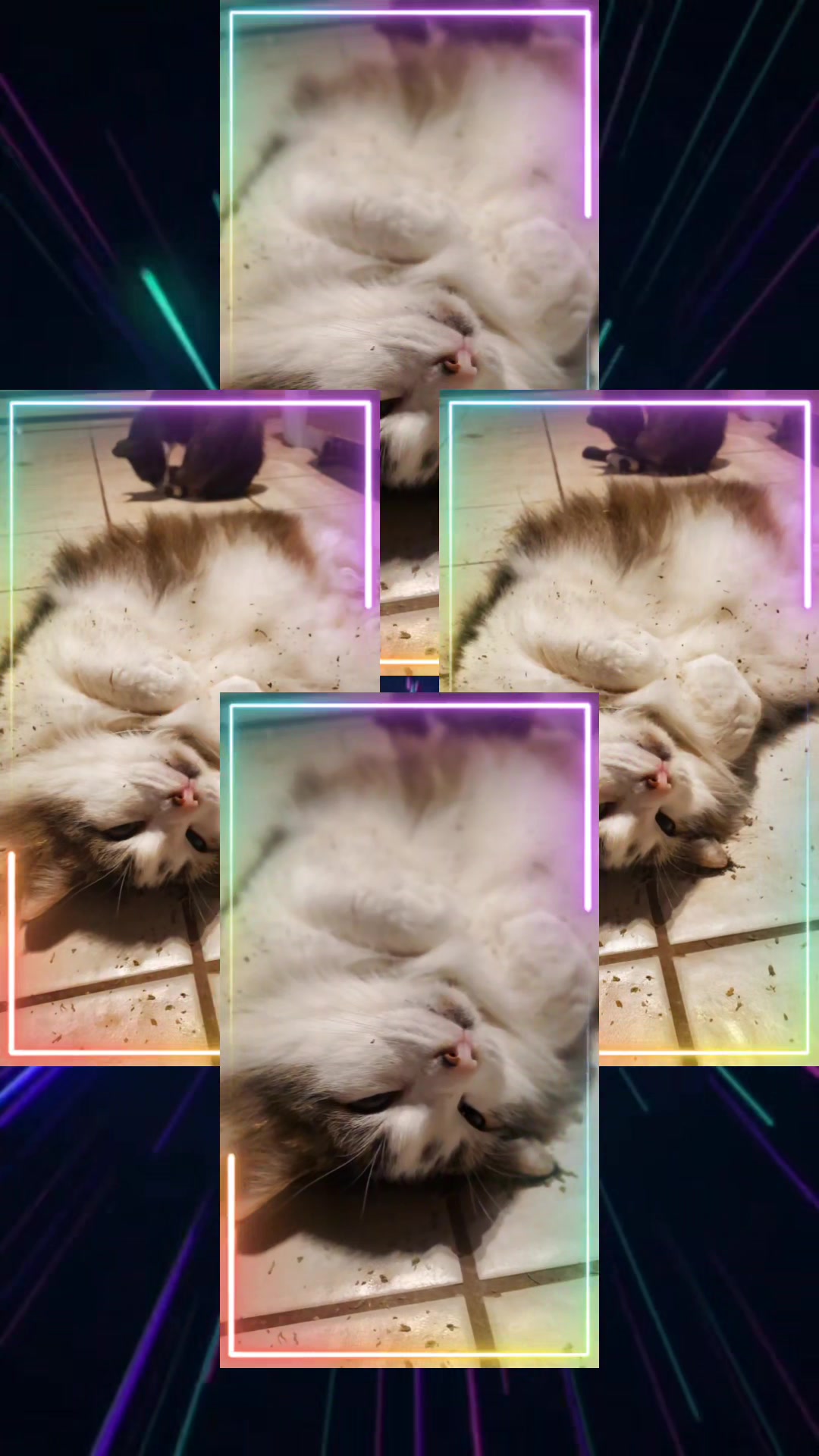 @Cool Cats of Panchot