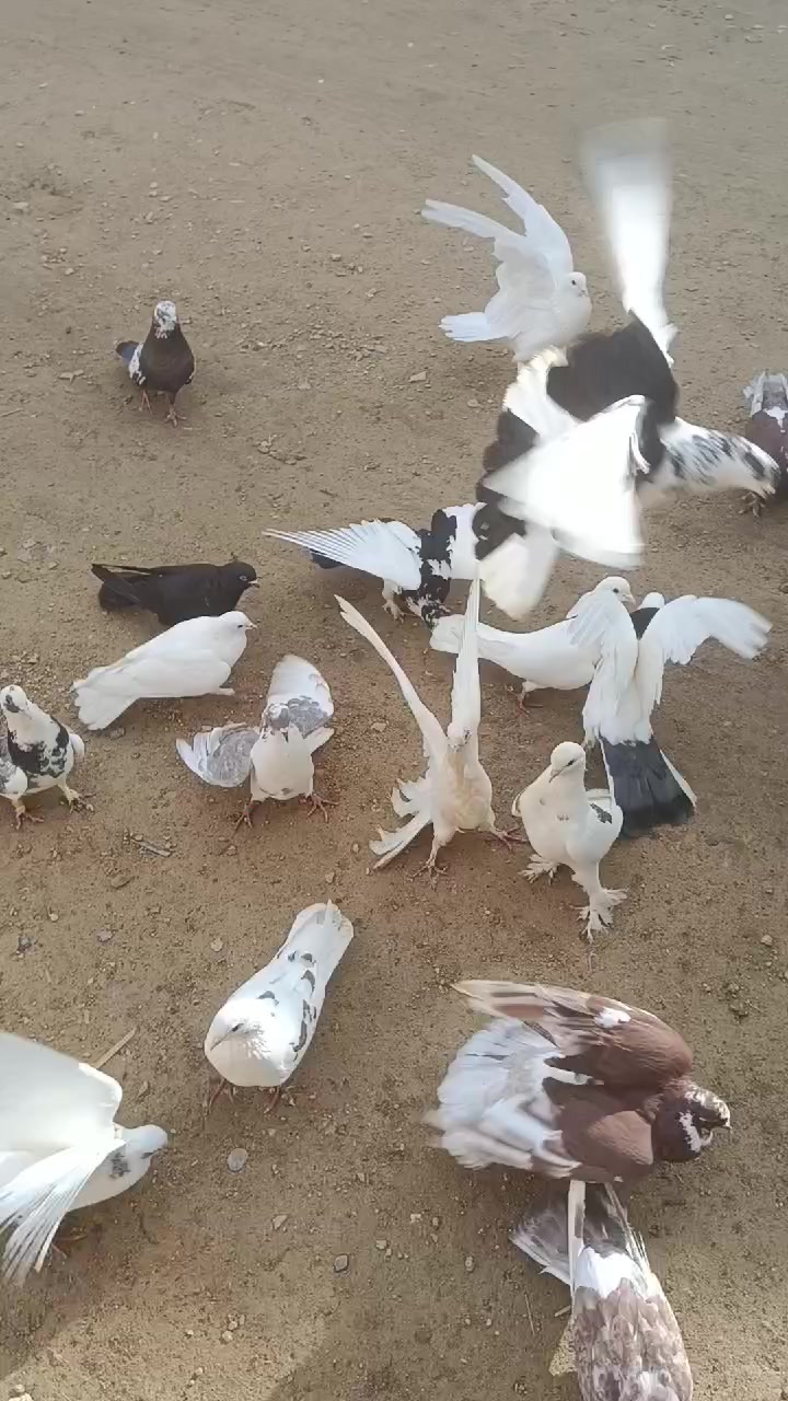 @pirsağı