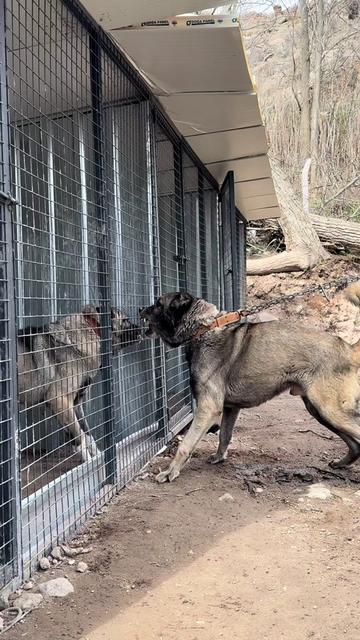 @alperkoramaz panter kangalları