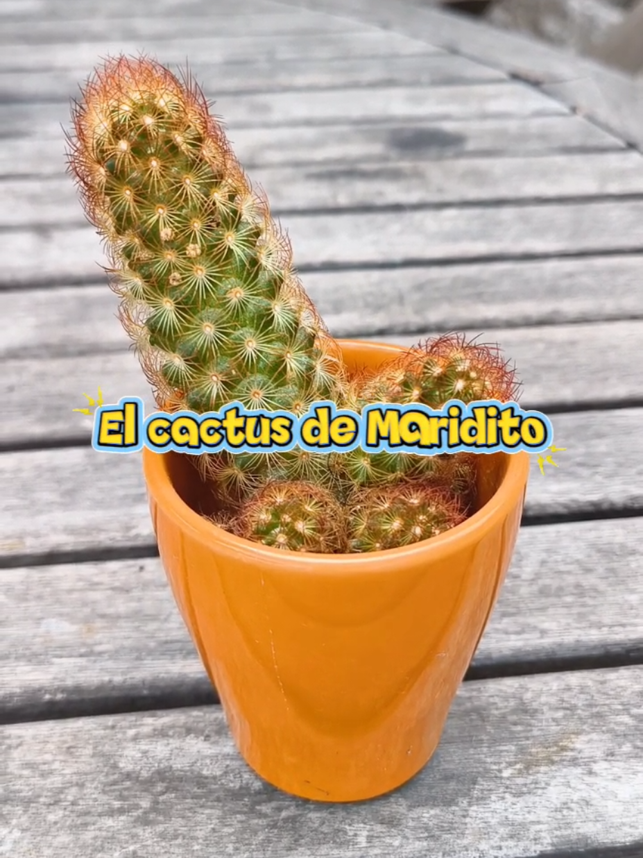 @๐ด๐ P๐๐๐๐๐๐๐๐๐๐