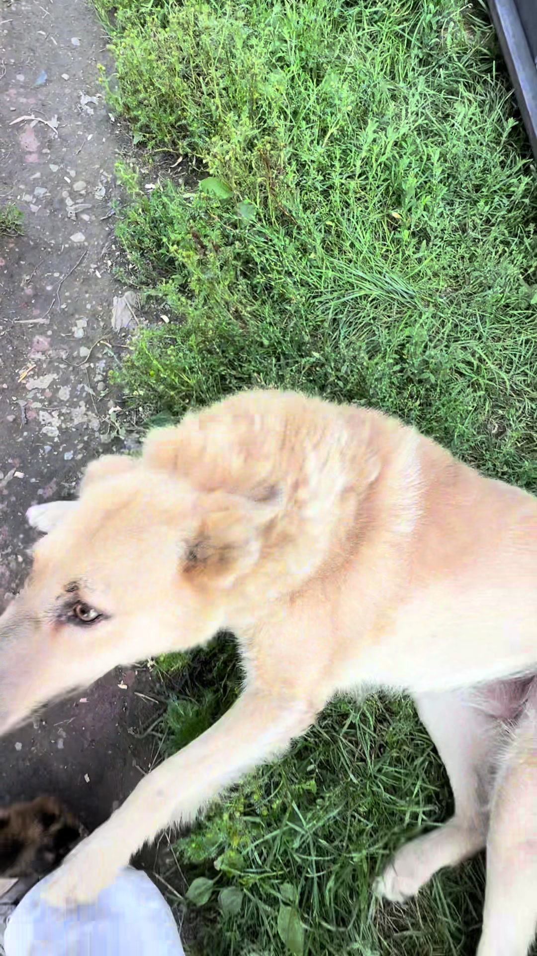 @dog_house_ozersk