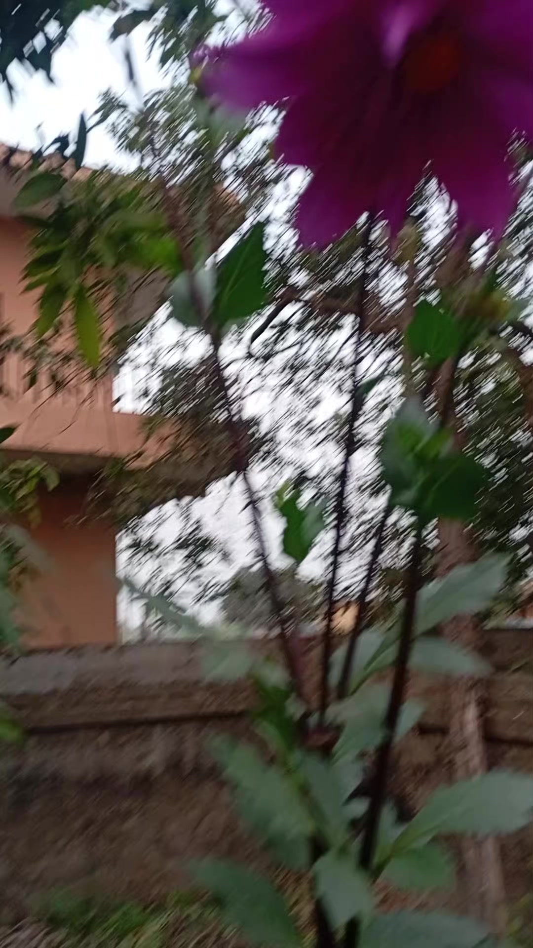 @Bimala Subedi